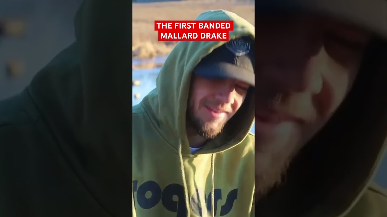 FIRST BANDED MALLARD DRAKE! Congratulations on harvesting the first banded Mallard Drake.