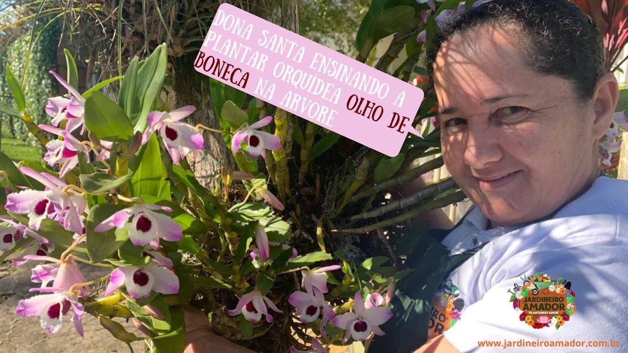 Dicas de como plantar orquídea olho de boneca na árvore - thptnganamst.edu.vn