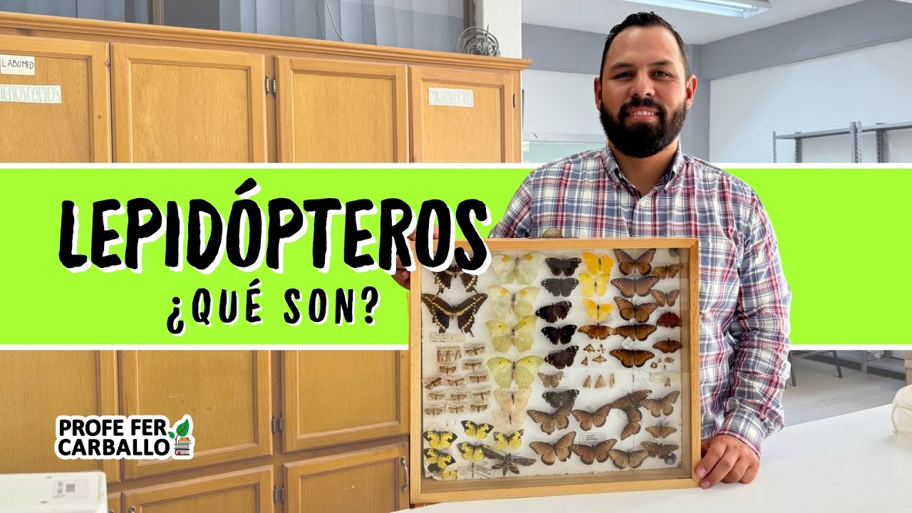 Lepidópteros ¿Qué son? 🦋