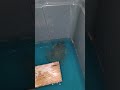random bullfrog