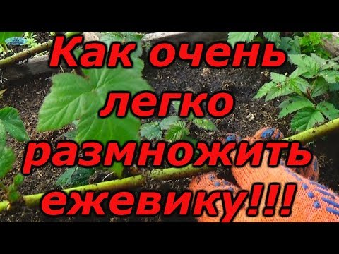 Вопрос: Как вырастить ежевику?