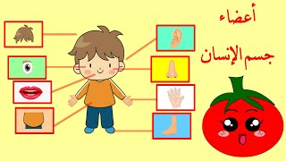 أعضاء جسم الإنسان - تعليم الأطفال أسماء أعضاء الجسم - باللغة العربية