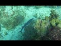 Clip   Large Barracuda