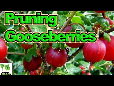 Video: Dannelse Af Stikkelsbærbuske. Forøgelse Af Udbyttet Af Stikkelsbær
