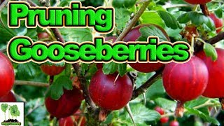 How To Prune Gooseberries for High Yields