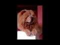 Watch this before you get a chow chow dog shorts