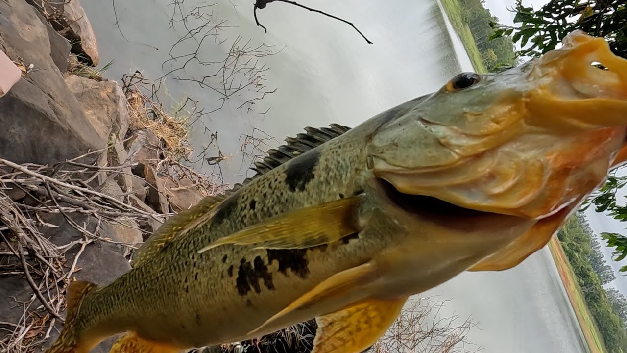 Peixe fresquinho na beira da REPRESA, tem coisa melhor???