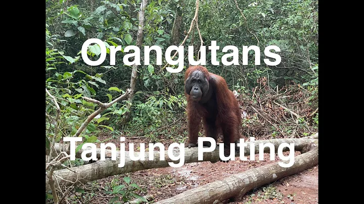 Orangutans - 2 nights & 3 days tour on houseboat t...