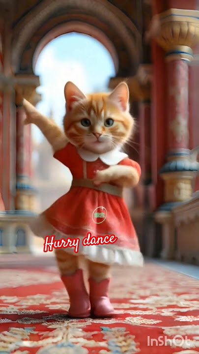 rani biral dance #song #newsong #love #trendingshorts #shortsfeed #catdancer #catvideos