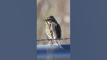 Savannah Sparrow raises crest, puffs feathers, and looks around