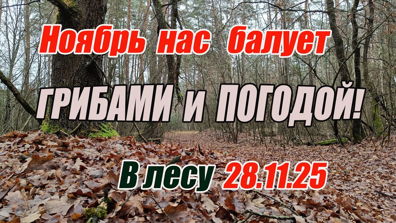 Грибы поздней осени. Ноябрь нас балует грибами и погодой! В лесу 28.11.25