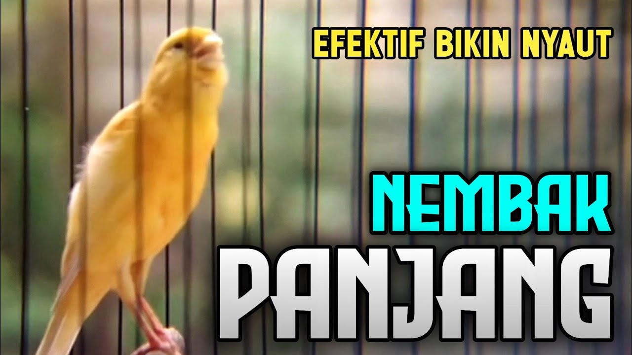 Pelatihan Burung Kenari Paling Ampuh utk Pancingan Kenari Paud Belajar Bunyi | Nyanyian Kenari