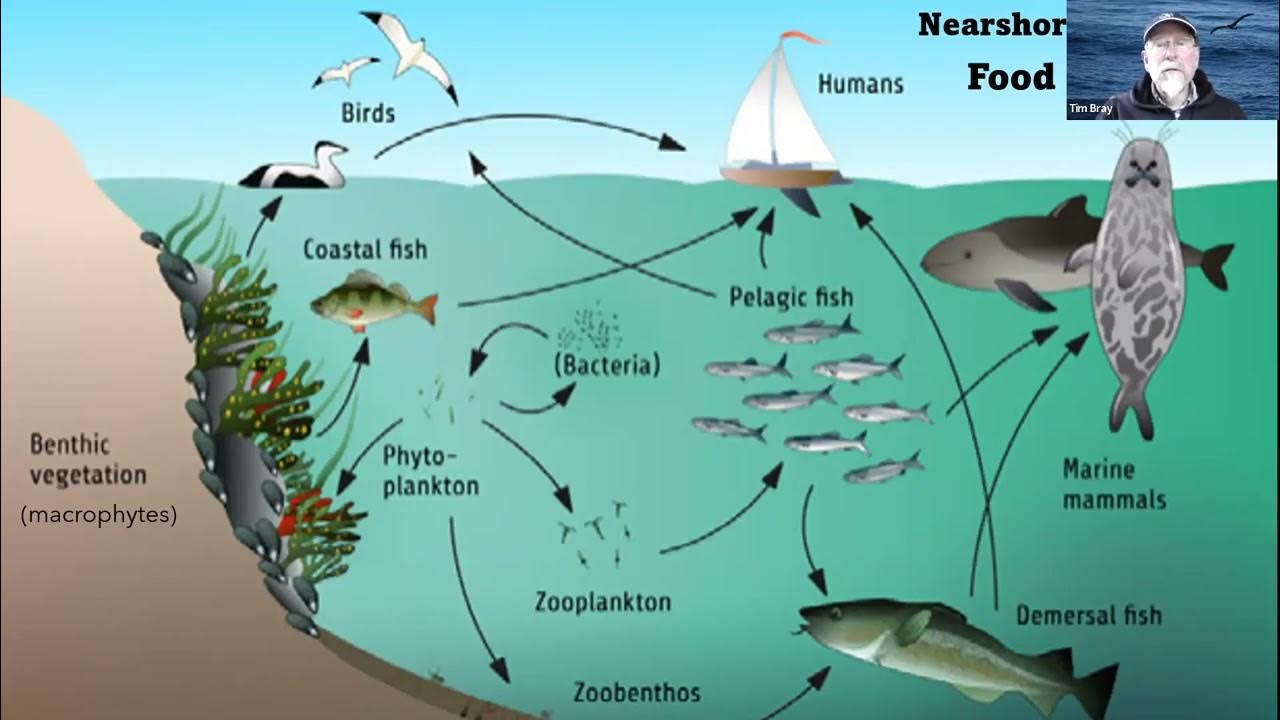 Цепь фитопланктон зоопланктон. Фитопланктон зоопланктон пищевая цепь. Пищевая цепь Дельфин планктон. Пищевая цепь глубоководного ската. Food Chain in the Sea.