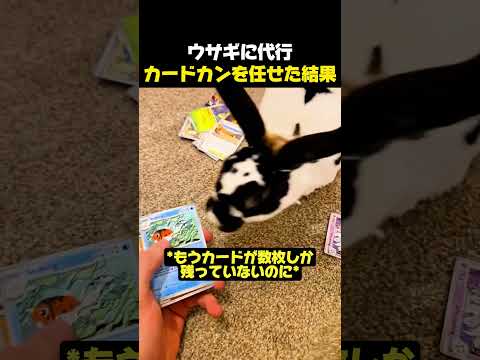 ウサギに代行カードカンを任せた結果 #ポケモン #ポケモンカード