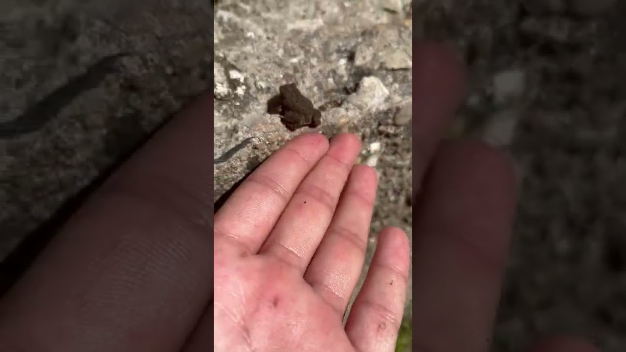 Cute little FAT toad 🐸 