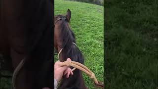 Honoring Your Horse: Riding In A Spade Bit And Romal Rein #shorts