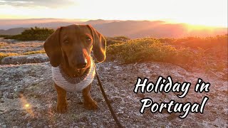 Mini dachshund puppy takes a vacation in the mountains of Portugal
