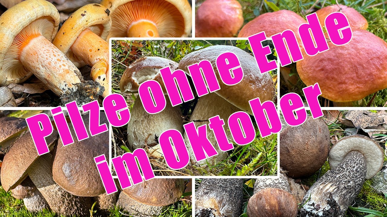Pilze ohne Ende im Oktober | Wunderschöne Steinpilze, Tausende Herbsttrompeten & tolle Artenvielfalt
