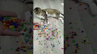 Cat Reverse Video ❤🐱 Satisfying