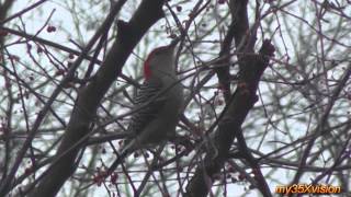 Fog at the River with Birds: Kingfisher ~ Red-bellied Woodpecker ~ Canada Geese  ( in HD )