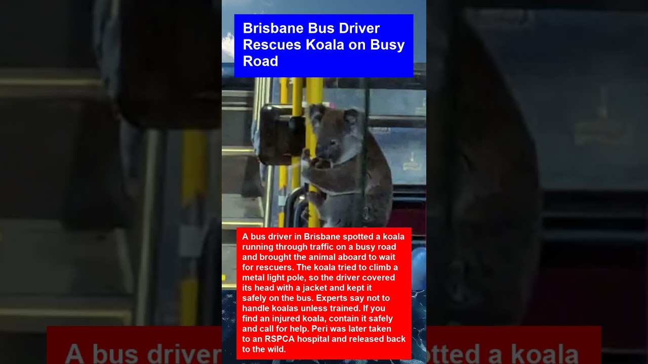 Brisbane Bus Driver Rescues Koala on Busy Road