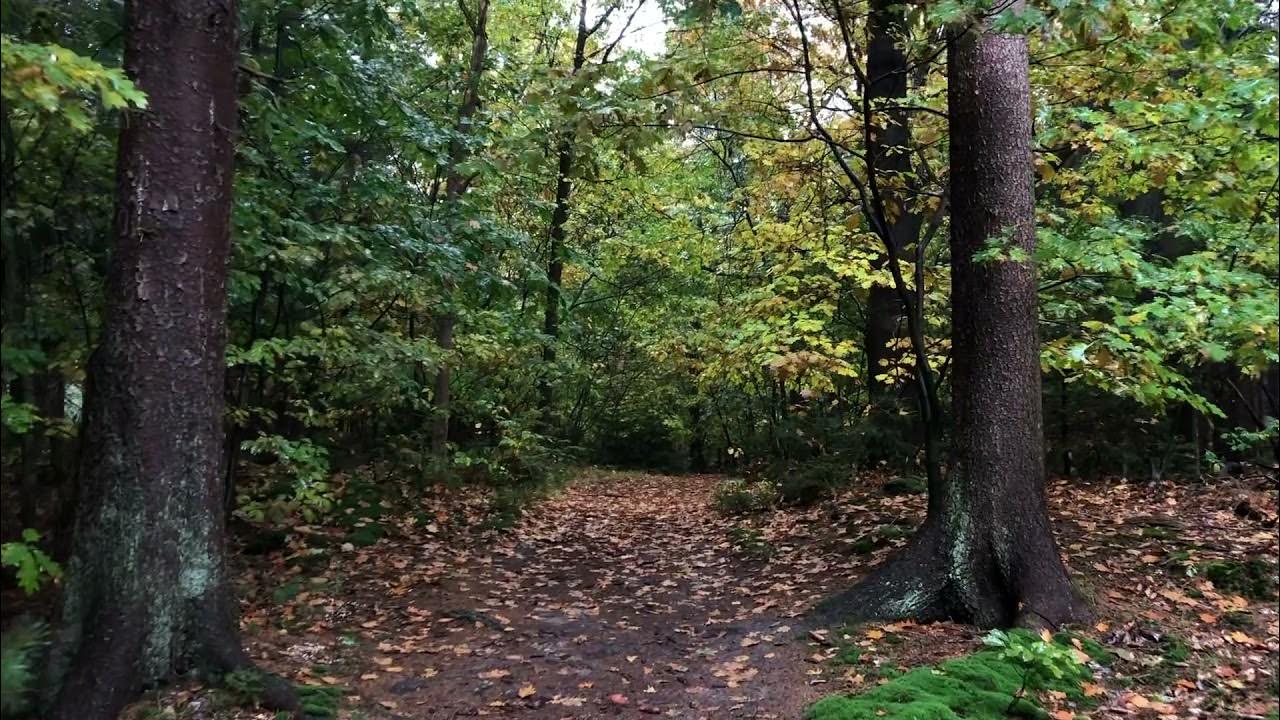 3 minutes of forest bathing YouTube