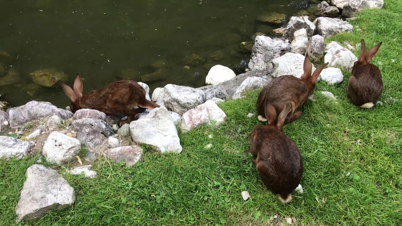 Super CUTE!! Alpine brown rabbits SHY not around pond - YouTube
