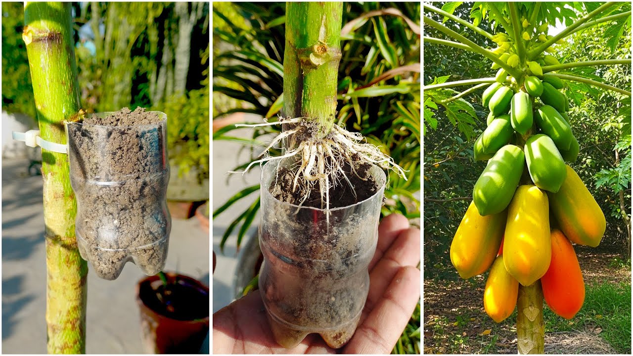 Planting Methods Layering Air layering method for grow papaya plant at home || Tips & tricks for ...