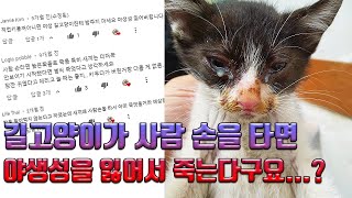 Rescued a sick kitten living on the streets by 짜바 7,504 views 3 years ago 1 minute, 53 seconds