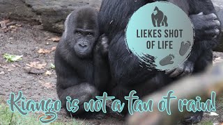 HOW IS KIANGO DOING AFTER THE WINTER? by Liekes Shot Of Life 1,452 views 1 month ago 1 minute, 34 seconds