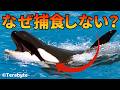 【最新版】シャチが人を捕食しない理由がこちら【生物解説】