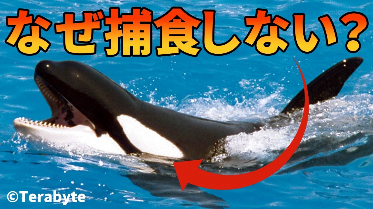 【最新版】シャチが人を捕食しない理由がこちら【生物解説】