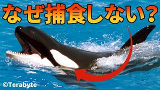 【最新版】シャチが人を捕食しない理由がこちら【生物解説】