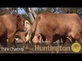 Huntington Charbray's Bull Sale Preview 2019