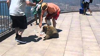 Gibraltar Monkey Steals some Food