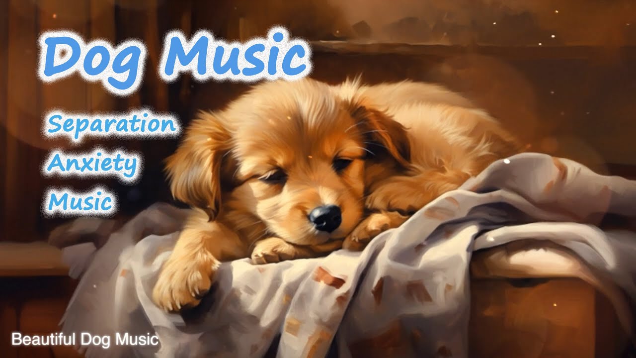 Dog Music Relaxation Therapy 3 HOURS of The Best AntiAnxiety Music