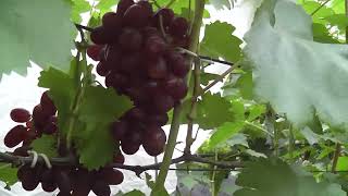 Сорт винограду 