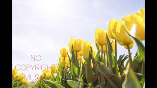 Aakash Gandhi - Borderless - No Copyright Music