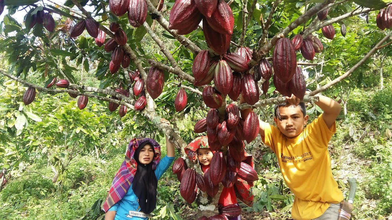 cara membentuk menyetel pohon cacao /coklat besar..