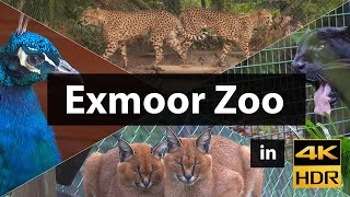 Exmoor Zoo in 4K HDR HLG - Panasonic GH5s  BT2100 1000nits