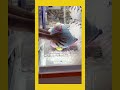 店員さん、袋も準備してくれてるwありがとう #shorts