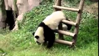 more stupid panda