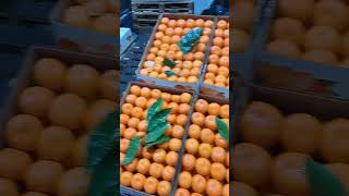 Фуд сити 20.01.2024 цена на фрукты и овощи шок цена