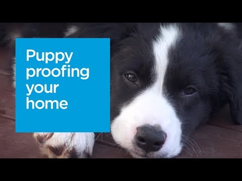 Puppy proofing your home