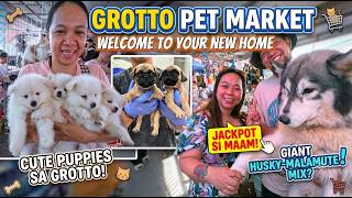May Bagong Pet na Sila Ma'am! Mura Lang Nakuha | Grotto Pet Market Dogs, Cats and Birds