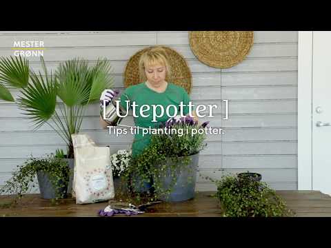 Video: Hvordan dyrke flerårige primulaer utendørs