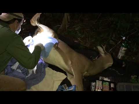 Staten Island deer vasectomy in dark woods