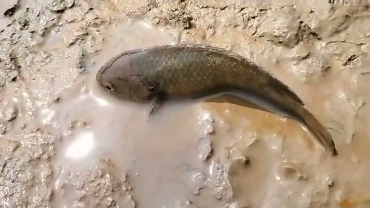 Amazing fishing video ! Village new pond fish catching 