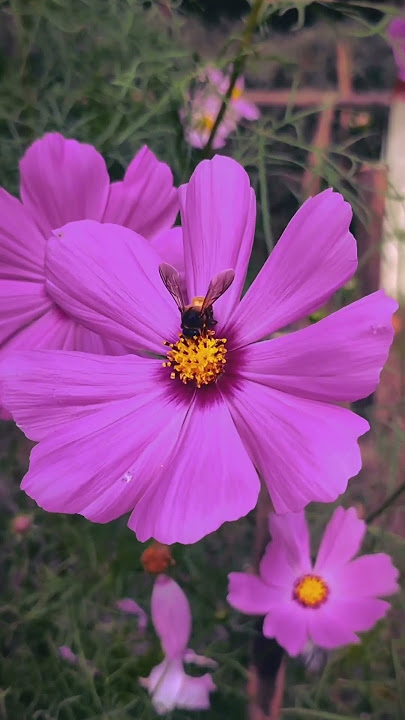 Flower 🌸 #tiktok #nature #ticktock #viral #love #reels #iphone #flower #trendingreels