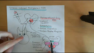 Pain and Analgesic Drugs Part 11
